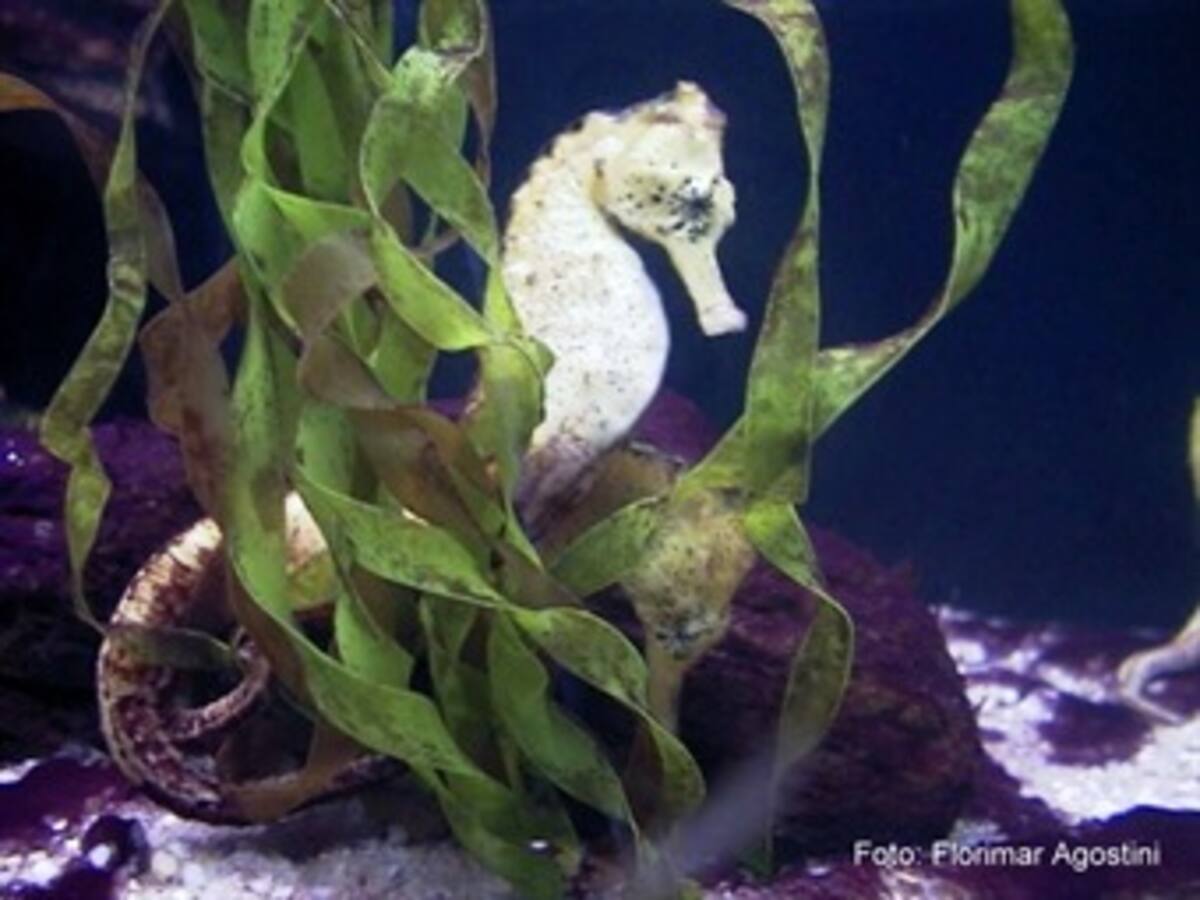 Incautados miles de caballos de mar y aletas de tiburón destinados a Japón