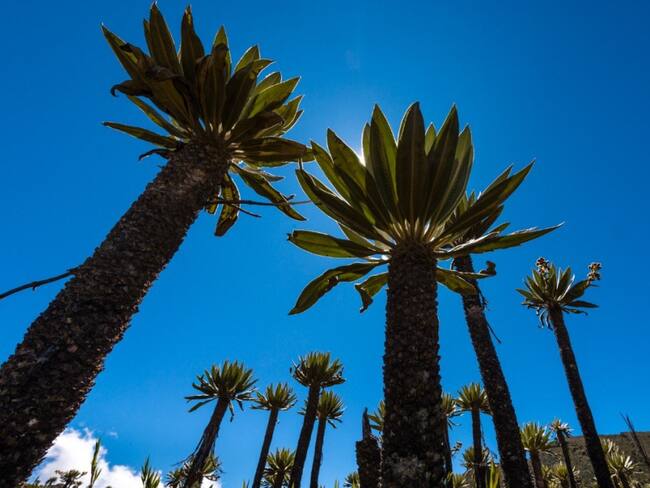 Colombia, segundo país en latinoamérica con mejor desempeño ambiental