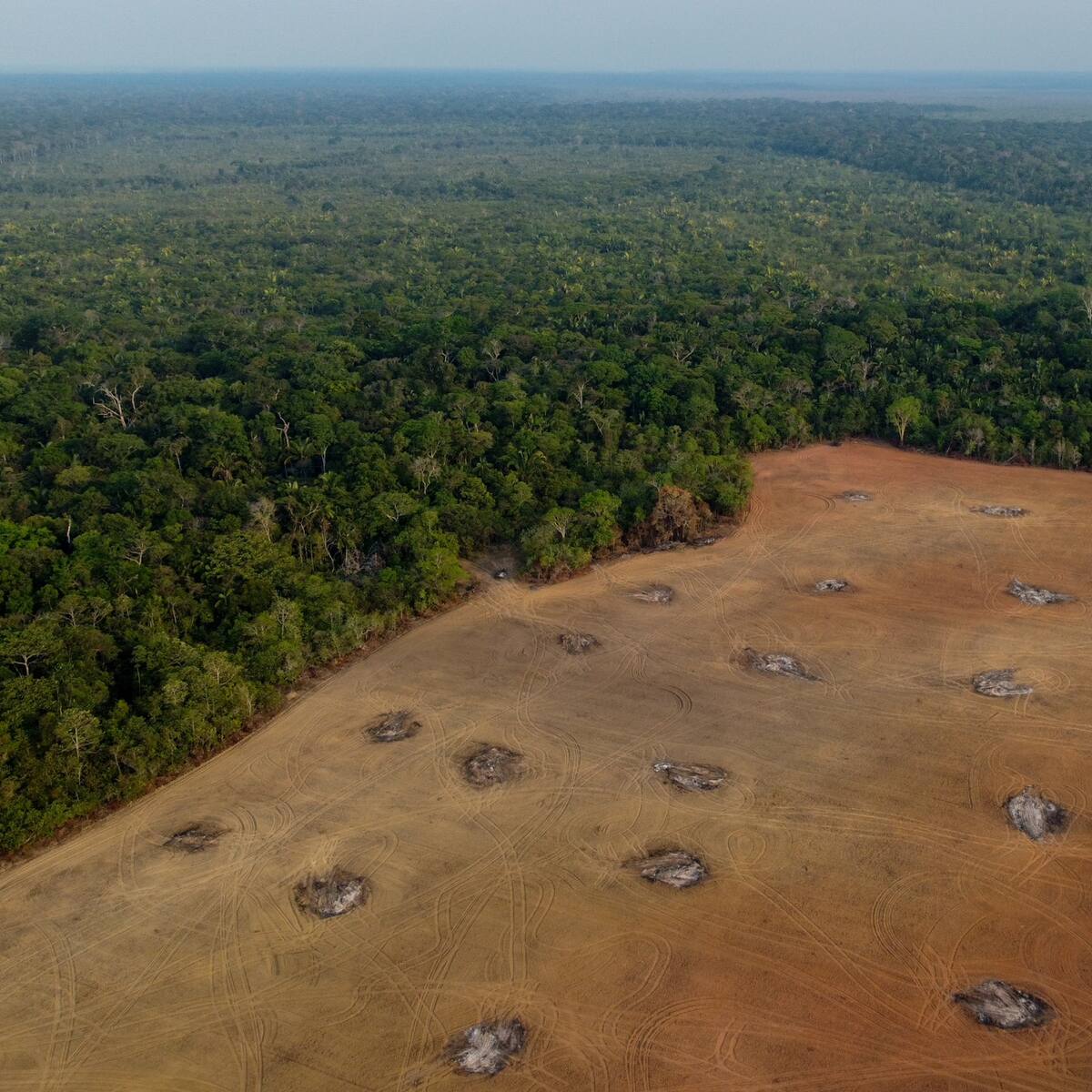 Alemania pidió a la Unión Europea retrasar la ley que castiga la deforestación
