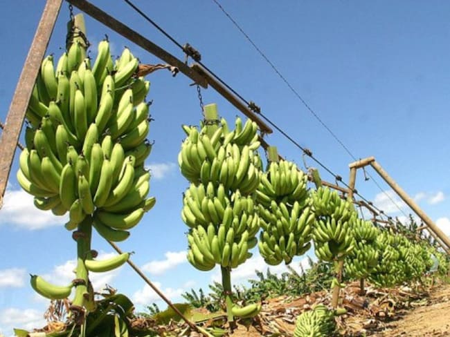 Augura activa alertas por presencia de hongo en banano de la Guajira