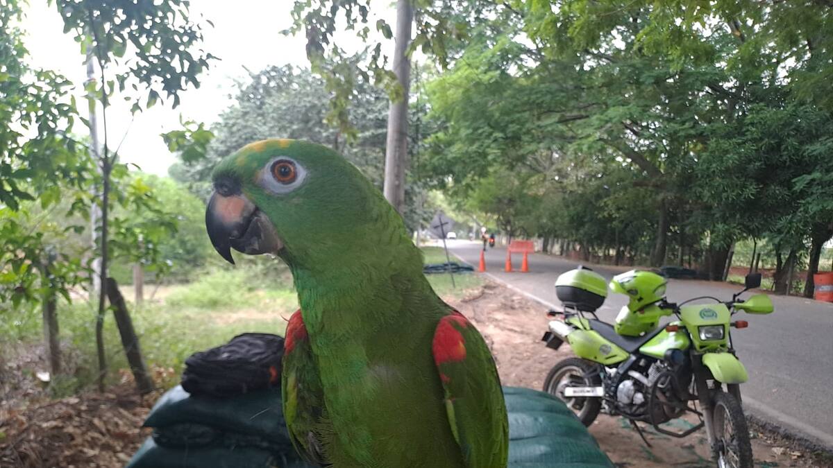 Todos contra el tráfico de flora y fauna en el Huila, durante esta Semana Santa