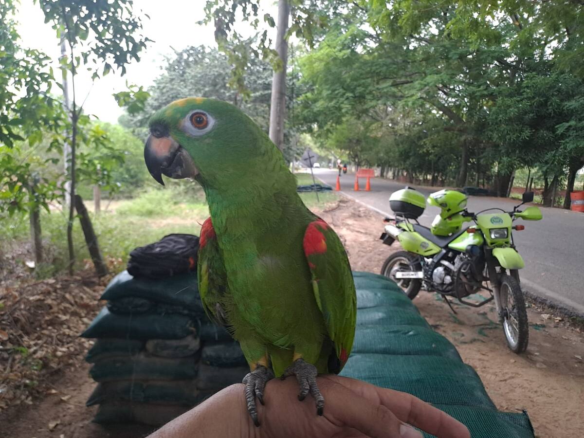 Cada mes, 150 animales silvestres son rescatados en Risaralda por tráfico ilegal de fauna y ecocidio