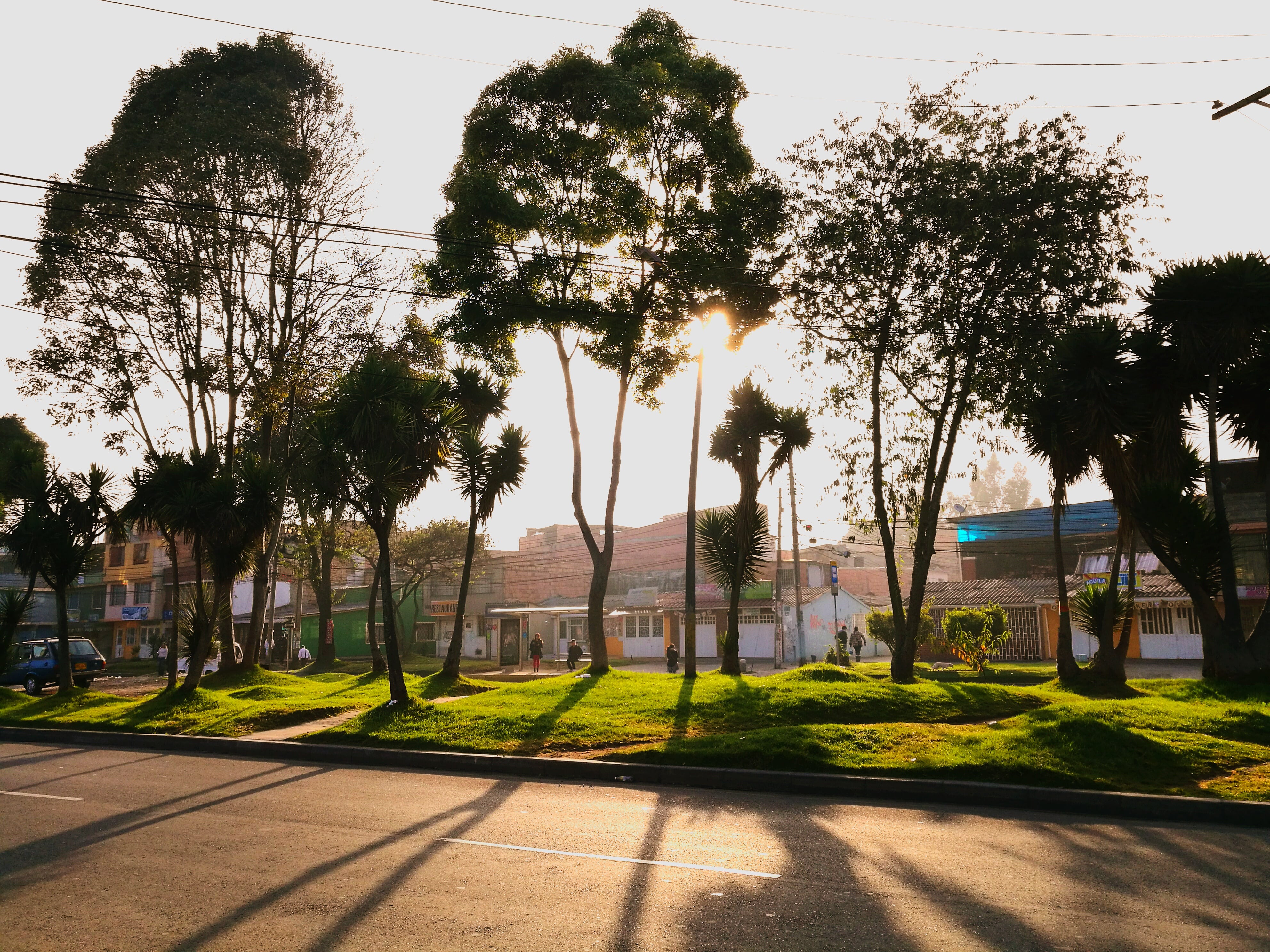 Imagen de referencia de árboles en Bogotá. Foto: Getty Images