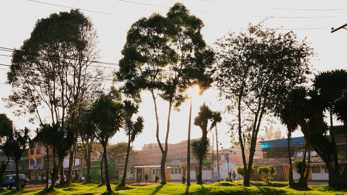 ¿Por qué se están talando árboles en el norte de Bogotá?