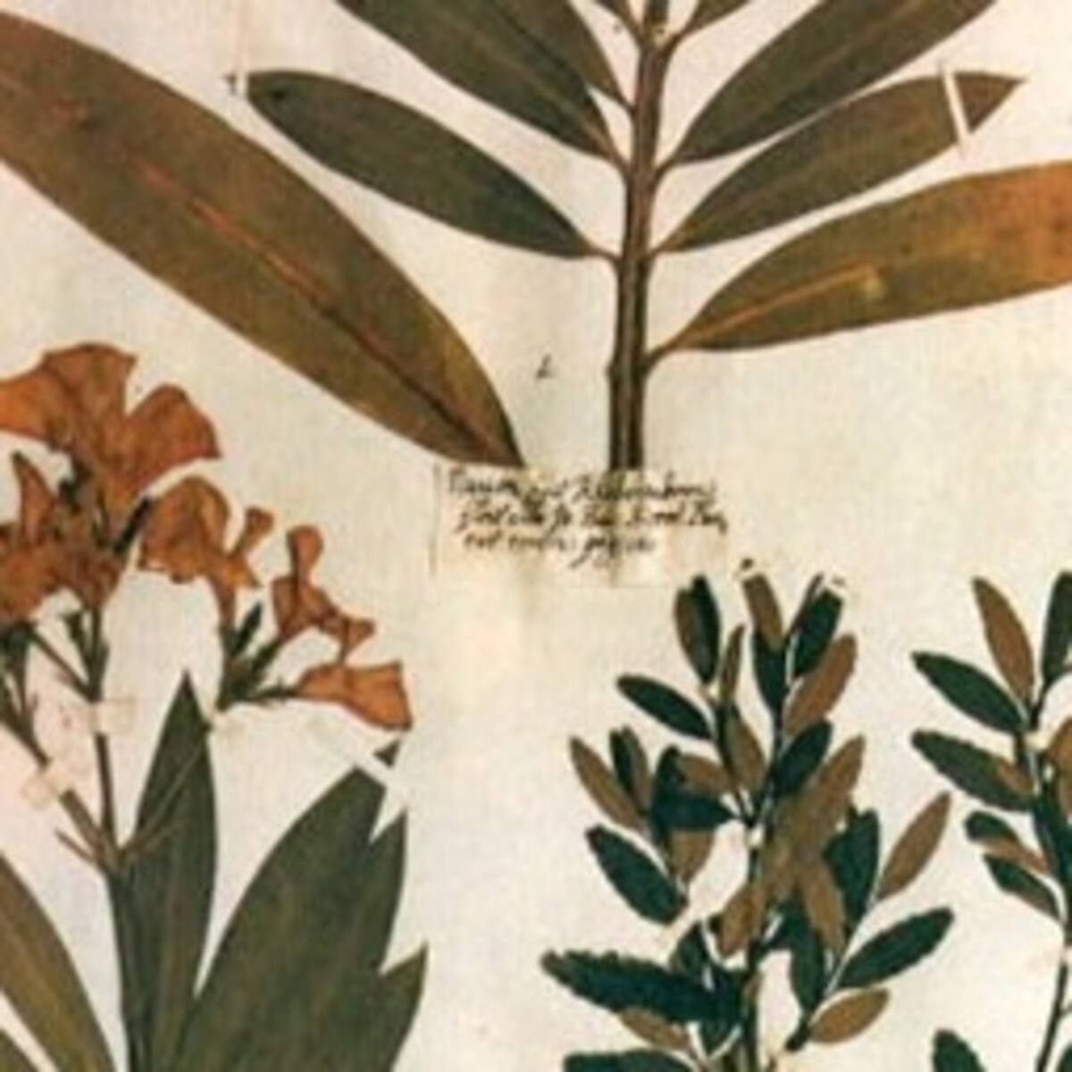 Crean Biblioteca on line de plantas