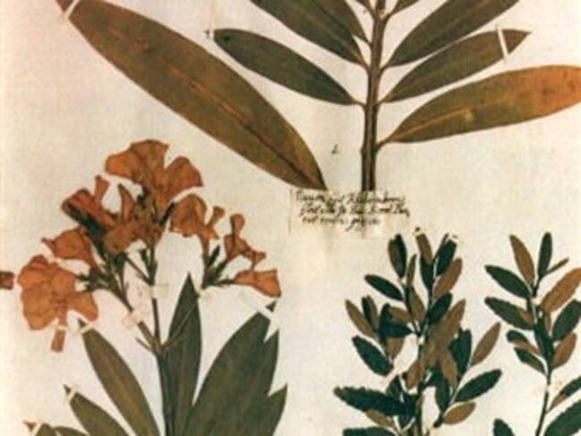 Crean Biblioteca on line de plantas