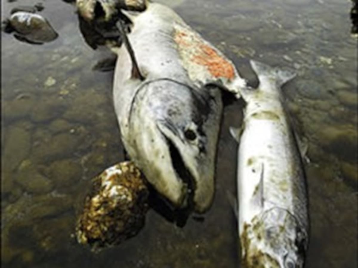 Investigan mortandad de peces en la isla de Providencia
