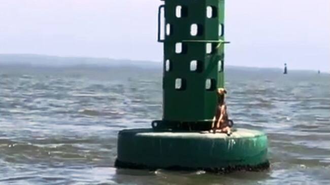 Aberrante caso de maltrato animal registrado en la bahía de Cartagena