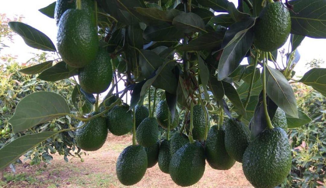 Las lluvias, los altos costos de insumos y fertilizantes han llevado al límite a los productores de la fruta.