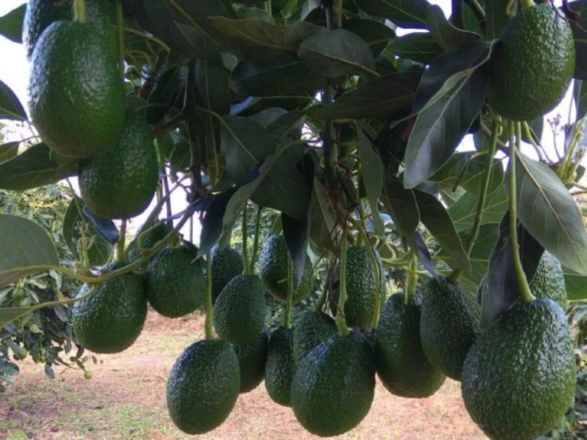 Aguacate Hass en caída libre en el Huila