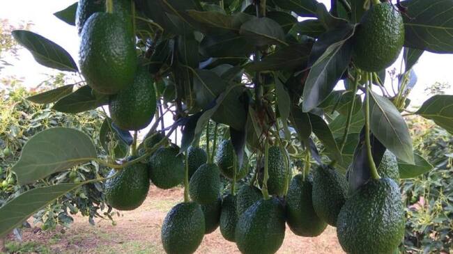 Las lluvias, los altos costos de insumos y fertilizantes han llevado al límite a los productores de la fruta.