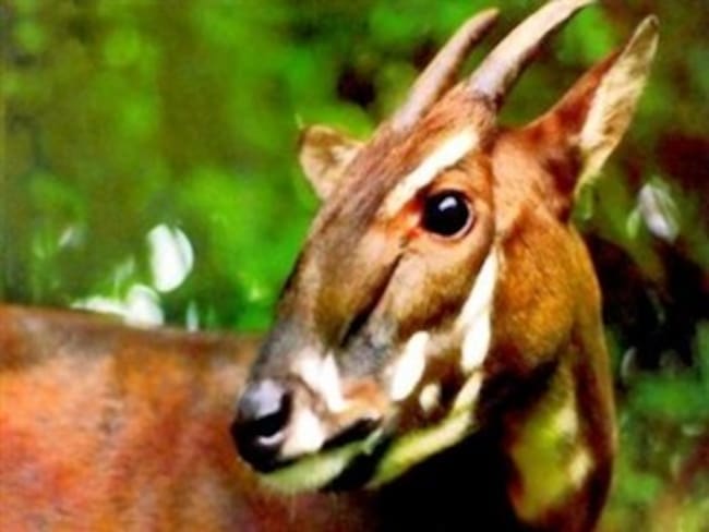 Vietnam crea una reserva para proteger al mamífero más raro del mundo