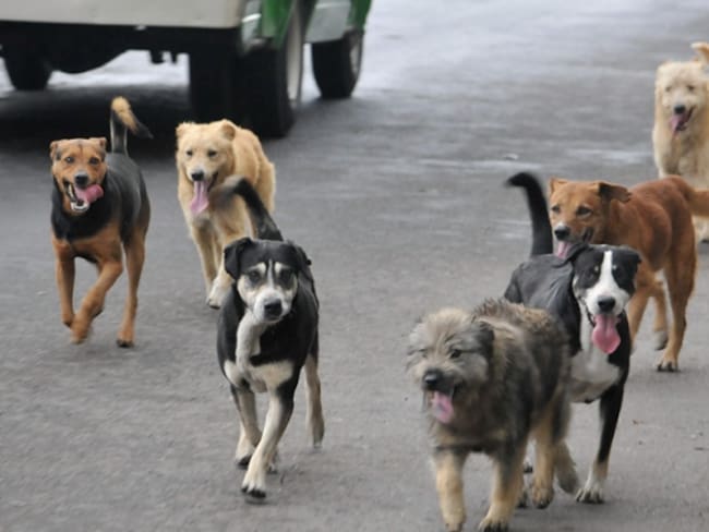 Alarma en Boyacá por ataques de perros y gatos transmisores de rabia
