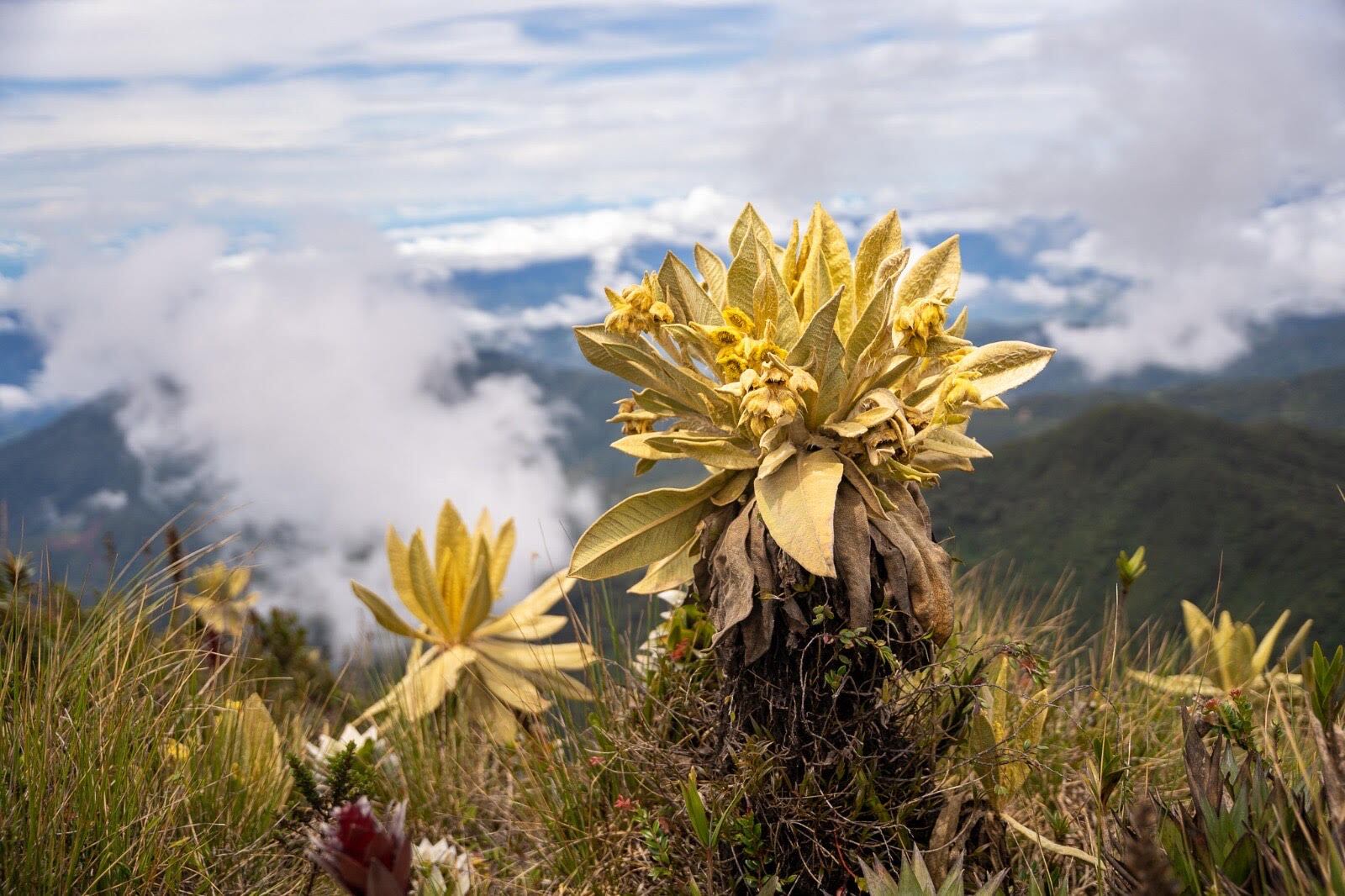 La comunidad alertó sobre los daños ambientales en el cerro Las Palomas. Foto: Cornare.
