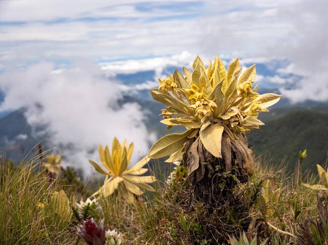 La comunidad alertó sobre los daños ambientales en el cerro Las Palomas. Foto: Cornare.