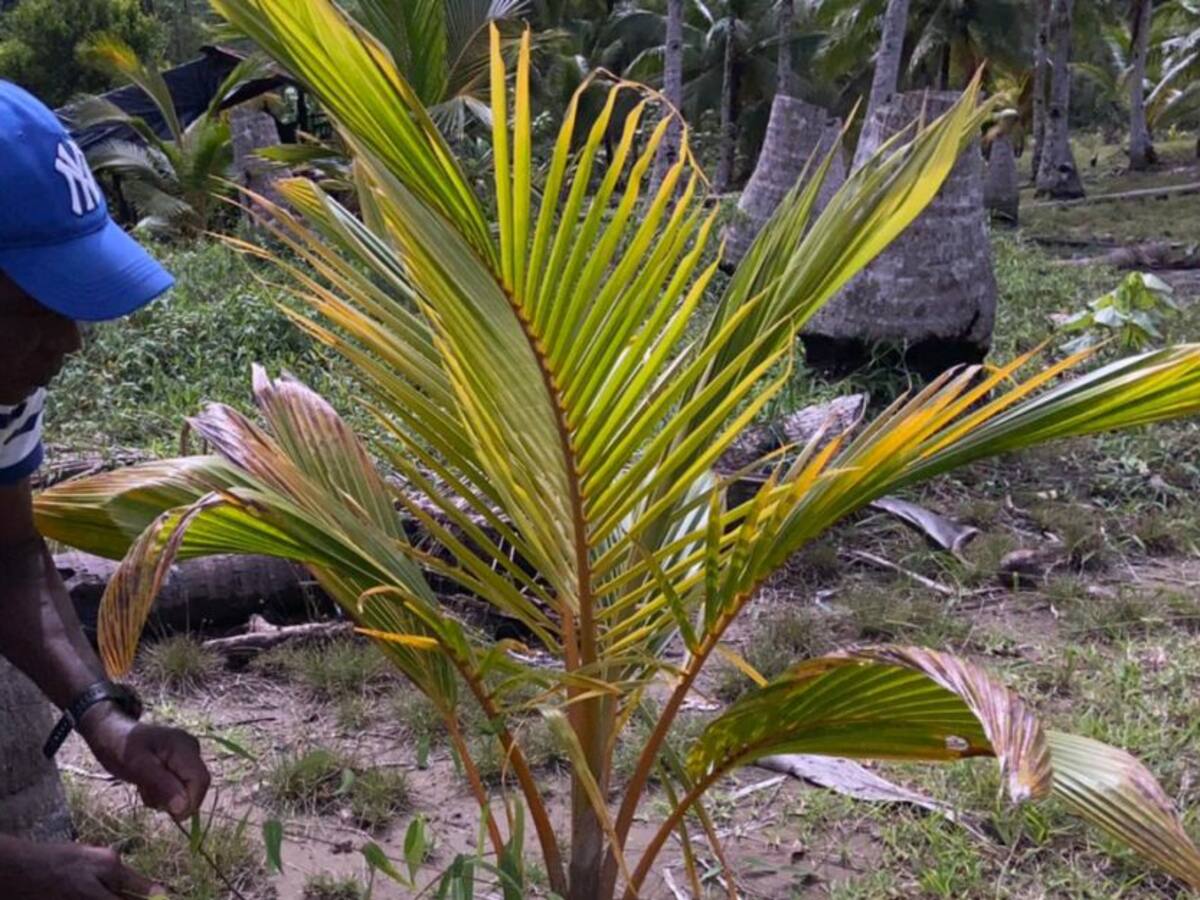 Los cocos, una alternativa frente a los altibajos del agro en Chocó