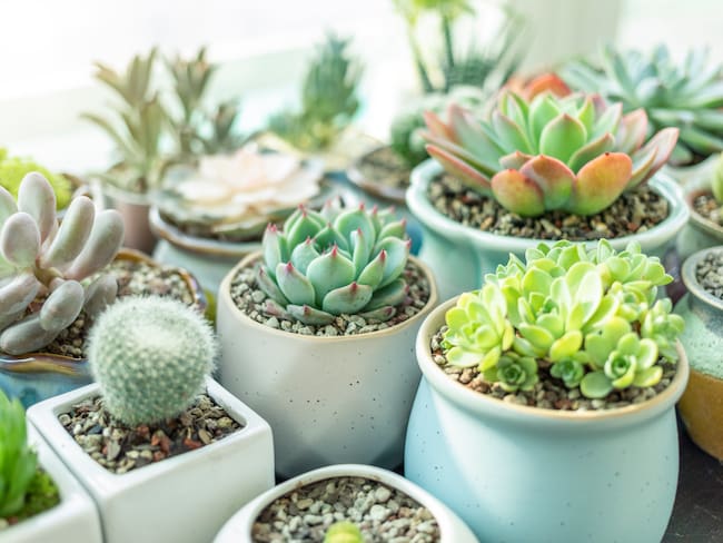Imagen de referencia planta suculenta/ Getty Images