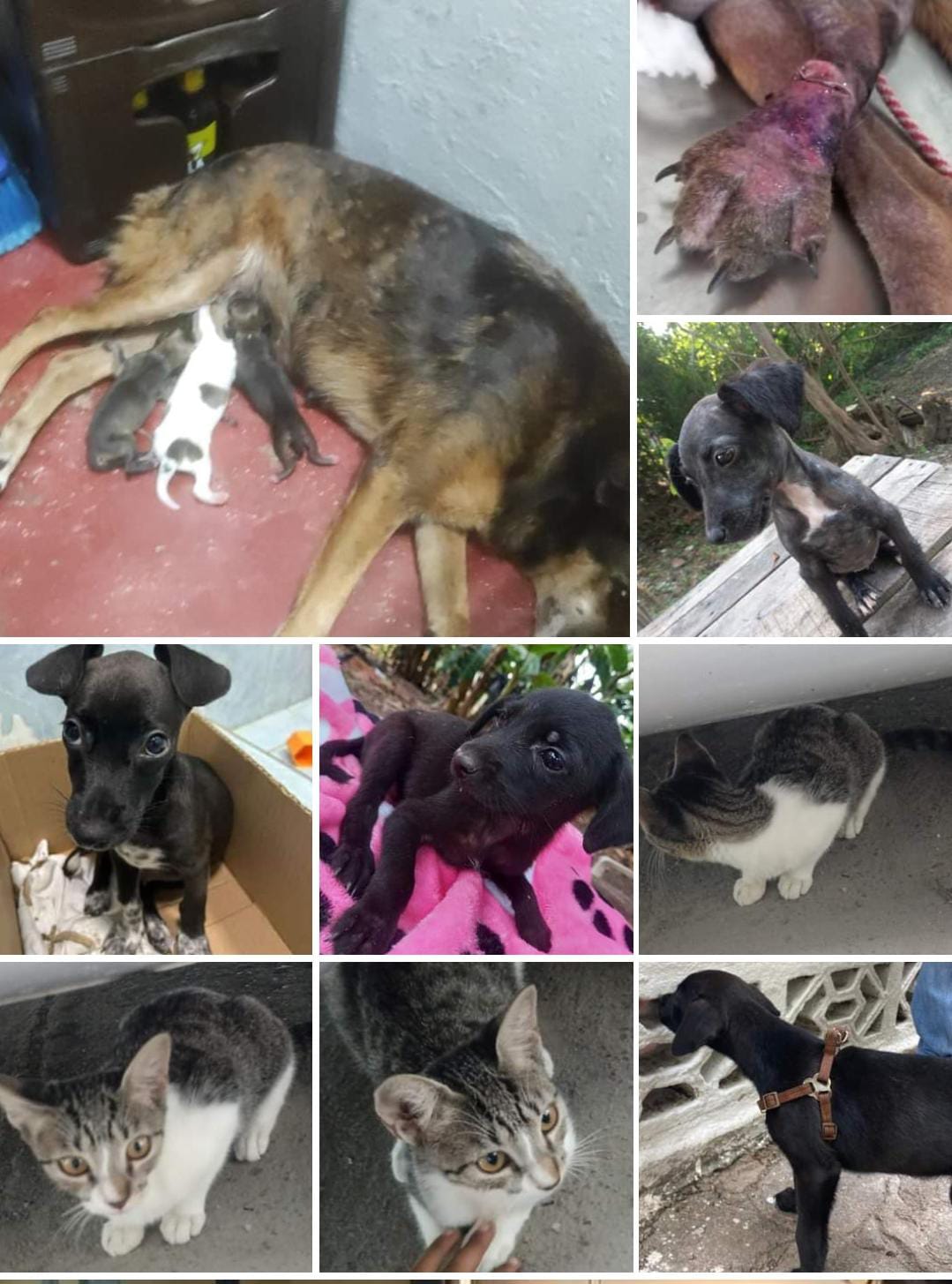 Imágenes de la Fundación Patitas en la Calle, que buscan ayudar a controlar la población de animales en Puerto Boyacá