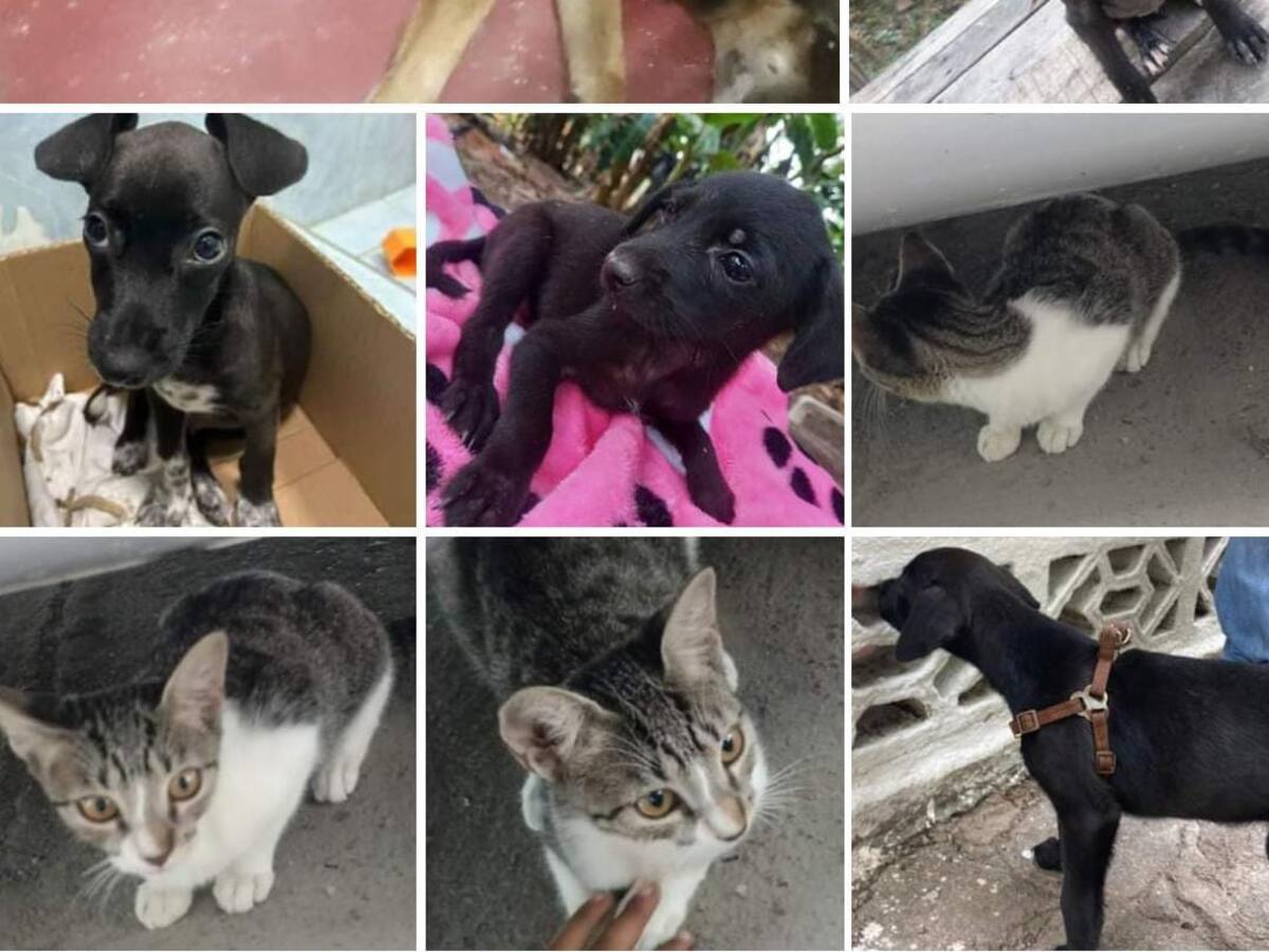 Crisis de sobrepoblación animal en Puerto Boyacá