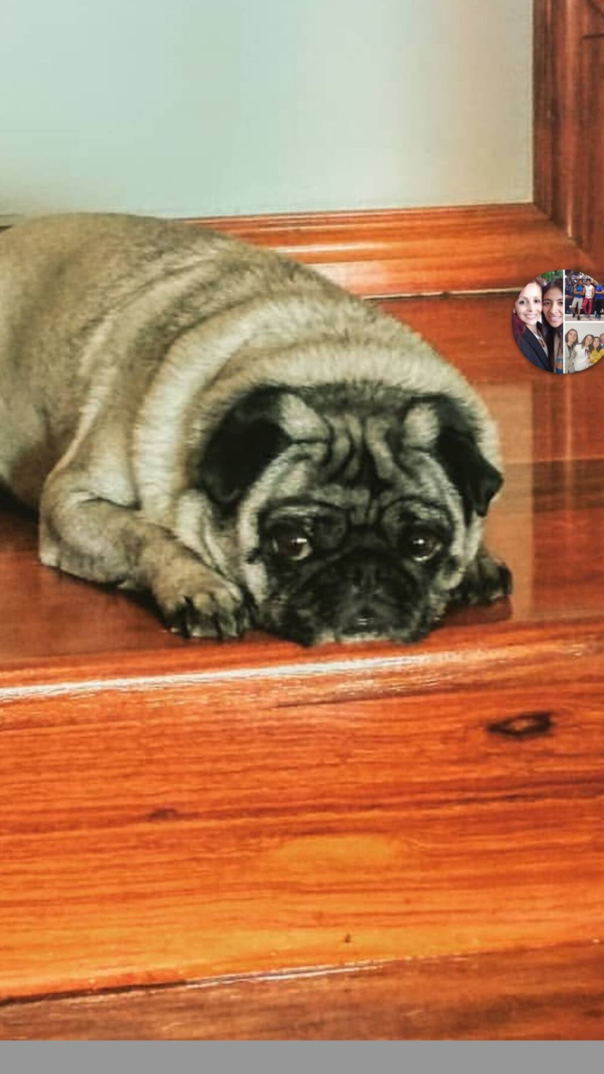 Silvia Ordoñez nos envía el siguiente mensaje: “Hola mi mascota es Agatha de 8 años, con su mirada me tiene a sus pies”