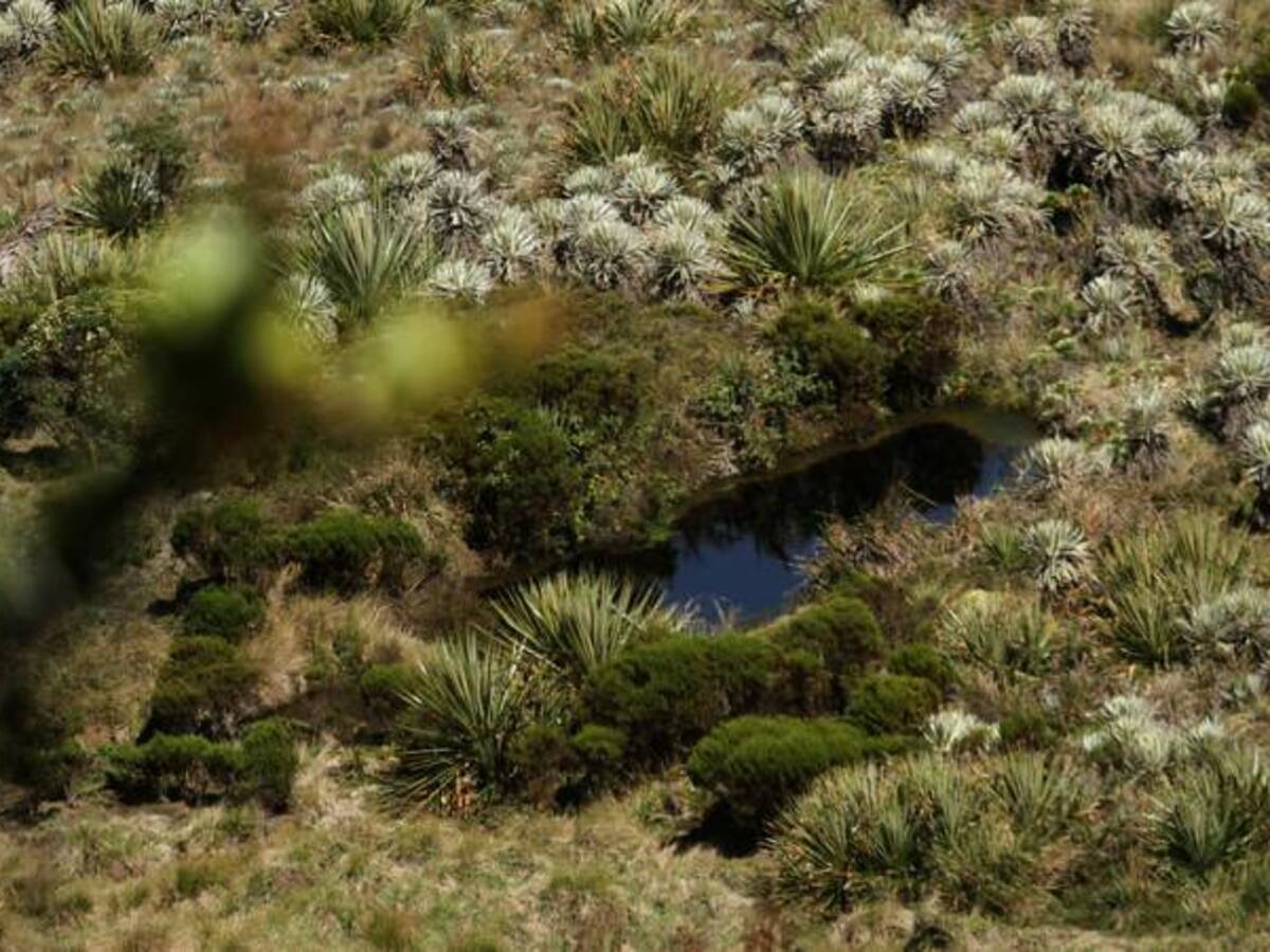 Páramo de Pisba fue declarado Sujeto de derechos