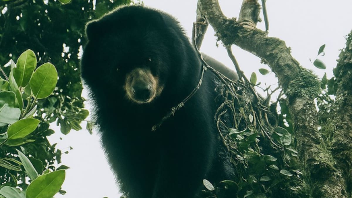 Un Oso de Anteojos fue avistado en Palmira, Valle del Cauca