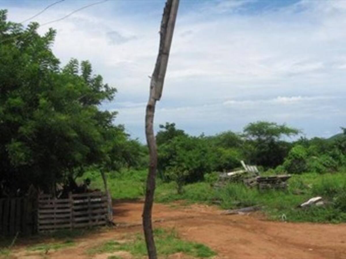 Burro causa accidente a bus y deja tres muertos