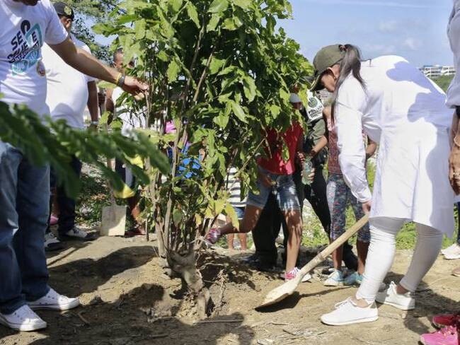 Alcaldesa y jóvenes en riesgo siembran 80 árboles en el cerro de La Popa