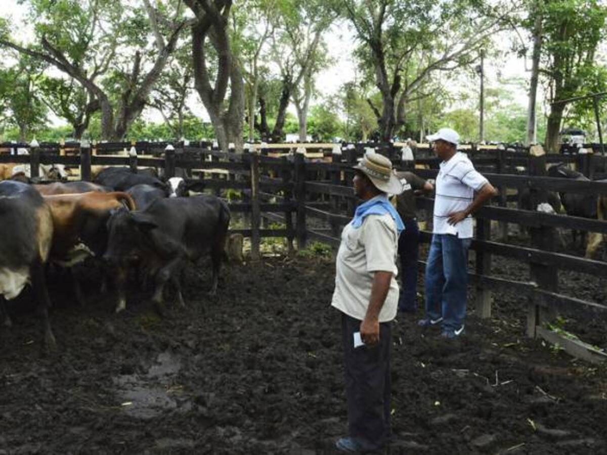 Más de 1000 cabezas de ganado han muerto a causa de la sequía en el Huila