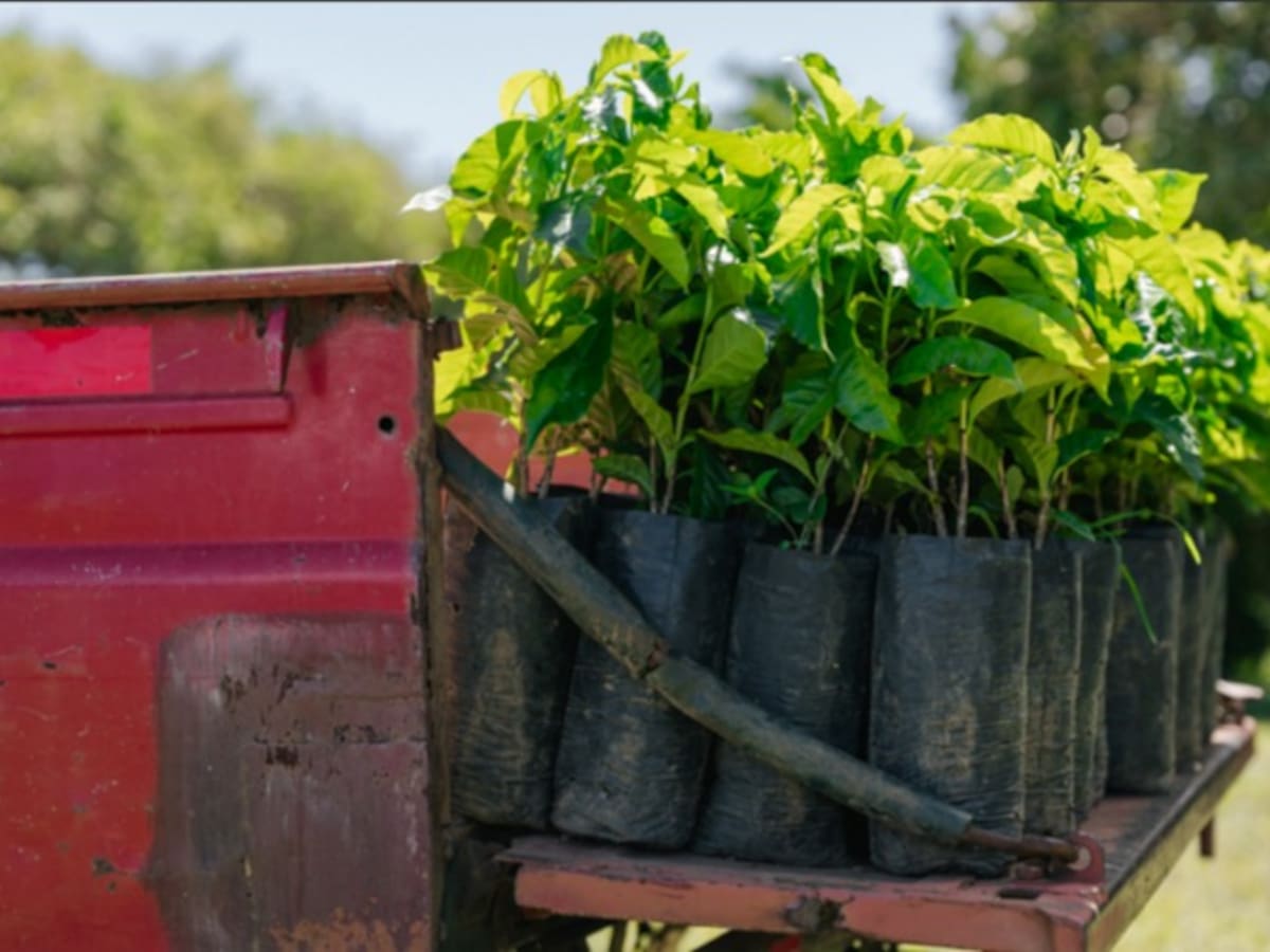 Entrega masiva de árboles impulsa la renovación de cafetales ante la presión del cambio climático