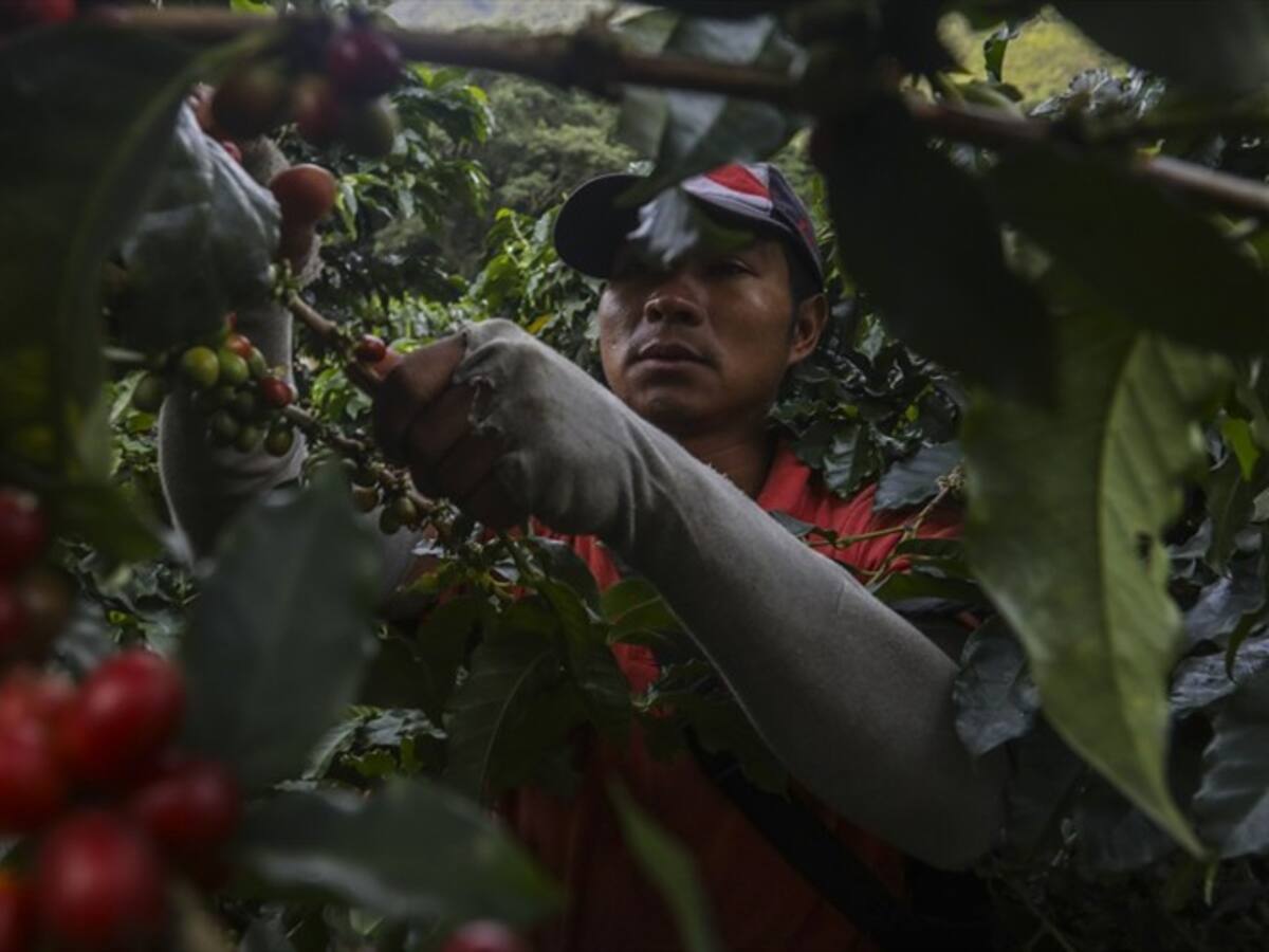 Crisis cafetera por la caída del precio del café en el mercado internacional