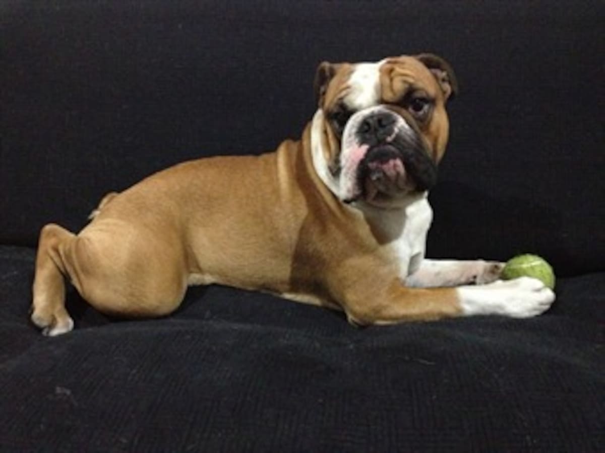 Un canal de televisión para perros, el último grito en ocio canino