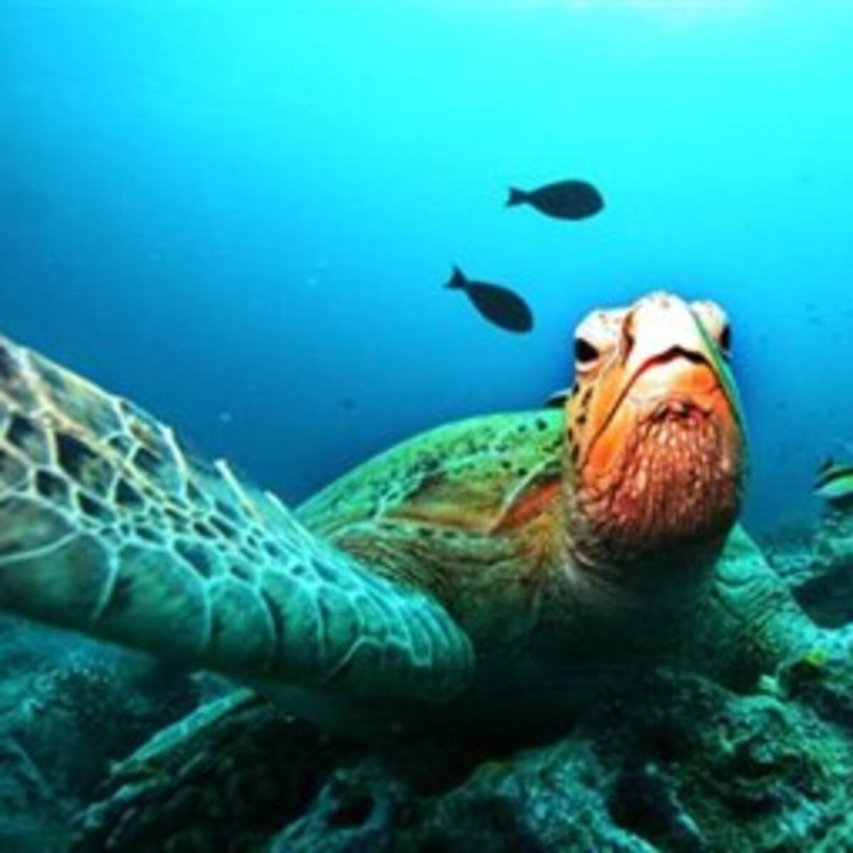 Europa y Latinoamérica trabajan por la biodiversidad