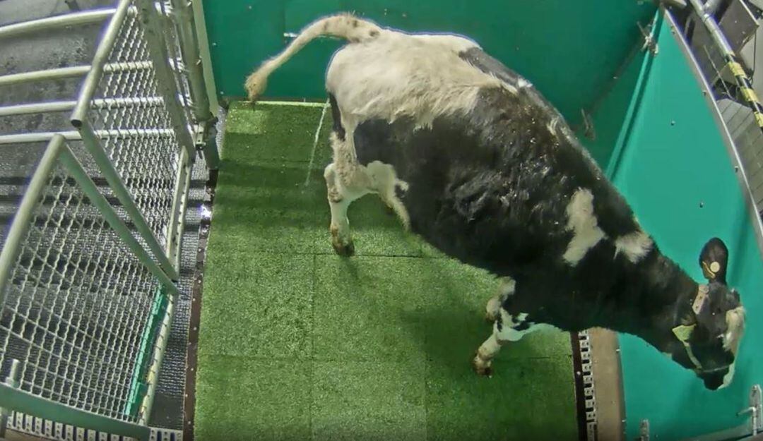 Escena de una vaca orinando en la letrina para reducir emisiones