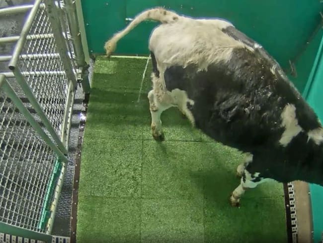 Escena de una vaca orinando en la letrina para reducir emisiones
