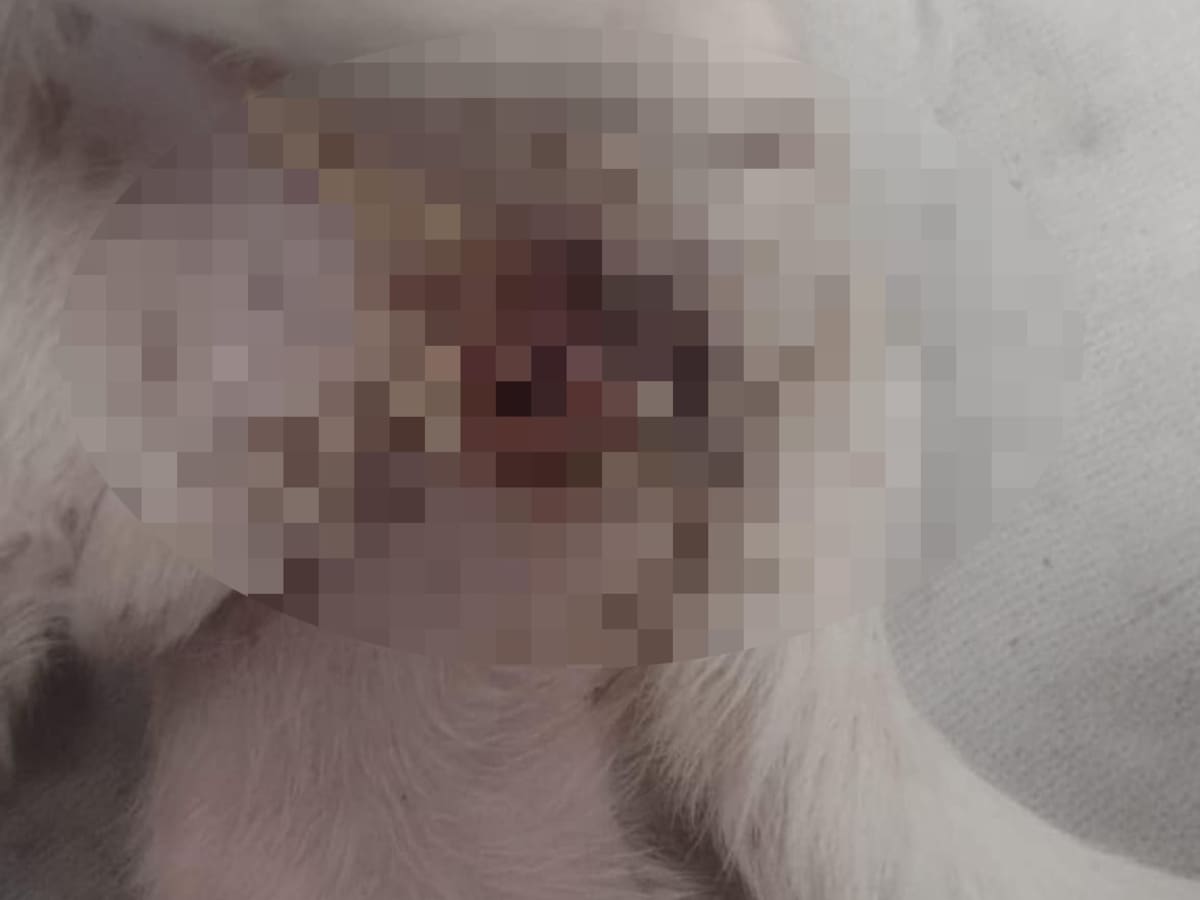 ¿Cuál es la denuncia y reporte oficial sobre jornada de esterilización en Génova, Quindío?