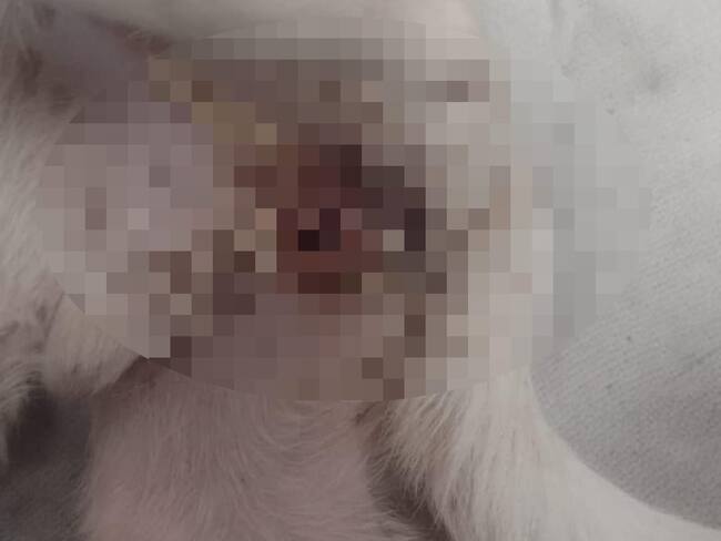 Informe sobre animales en Génova