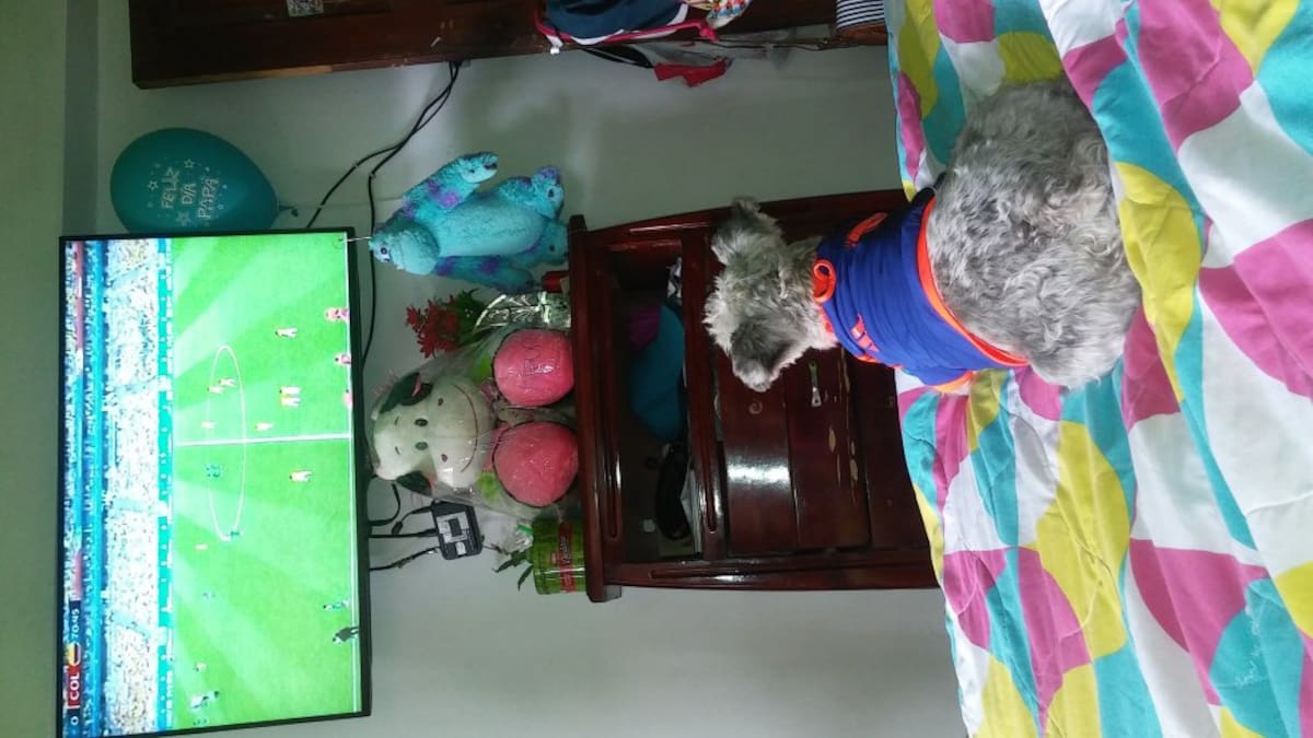 Tatiana Marroquin nos envió la foto de Noa una peludita que no se perdió el mundial 