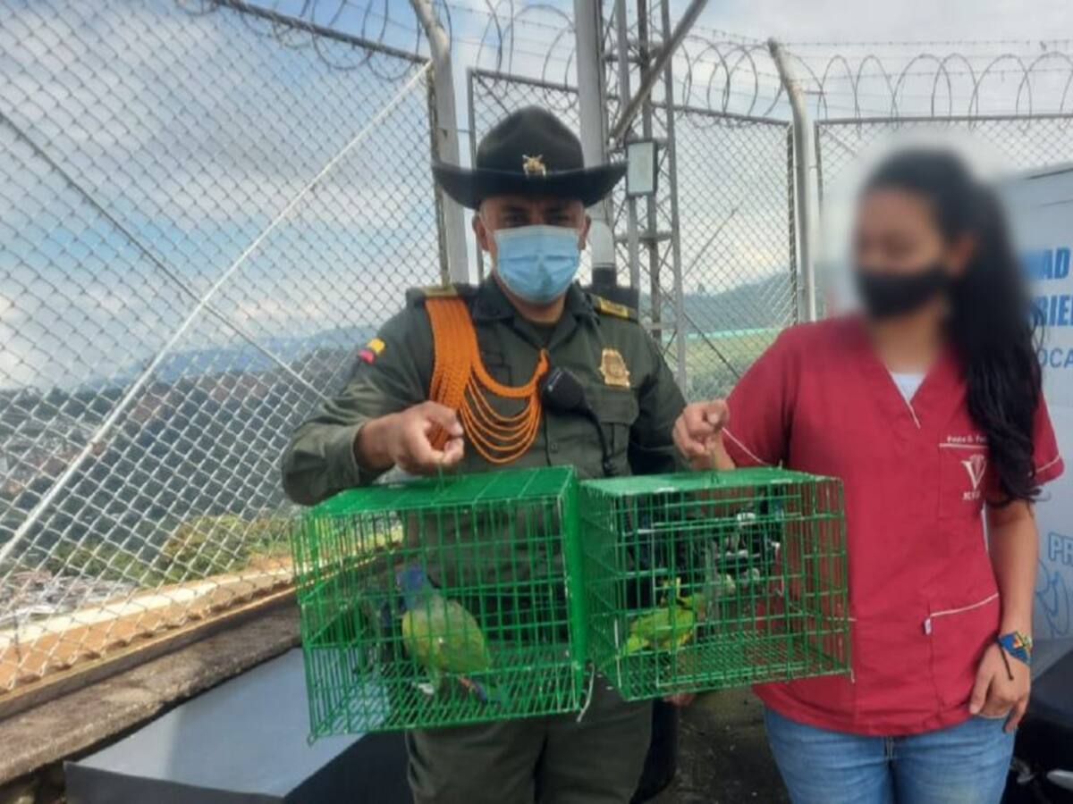 Entregaron voluntariamente animales silvestres en Manizales