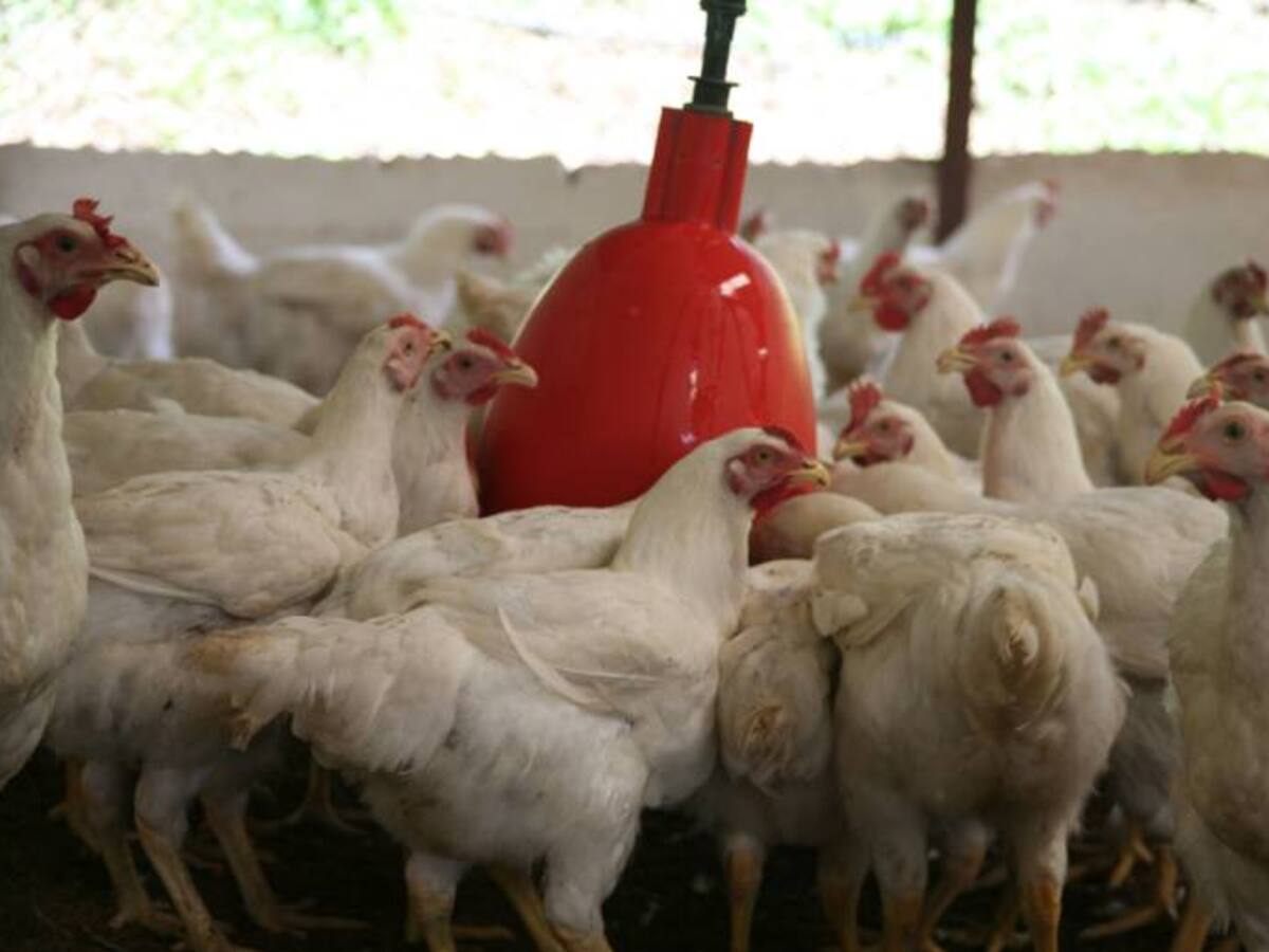 Miles de aves mueren por ola de calor reportan avicultores
