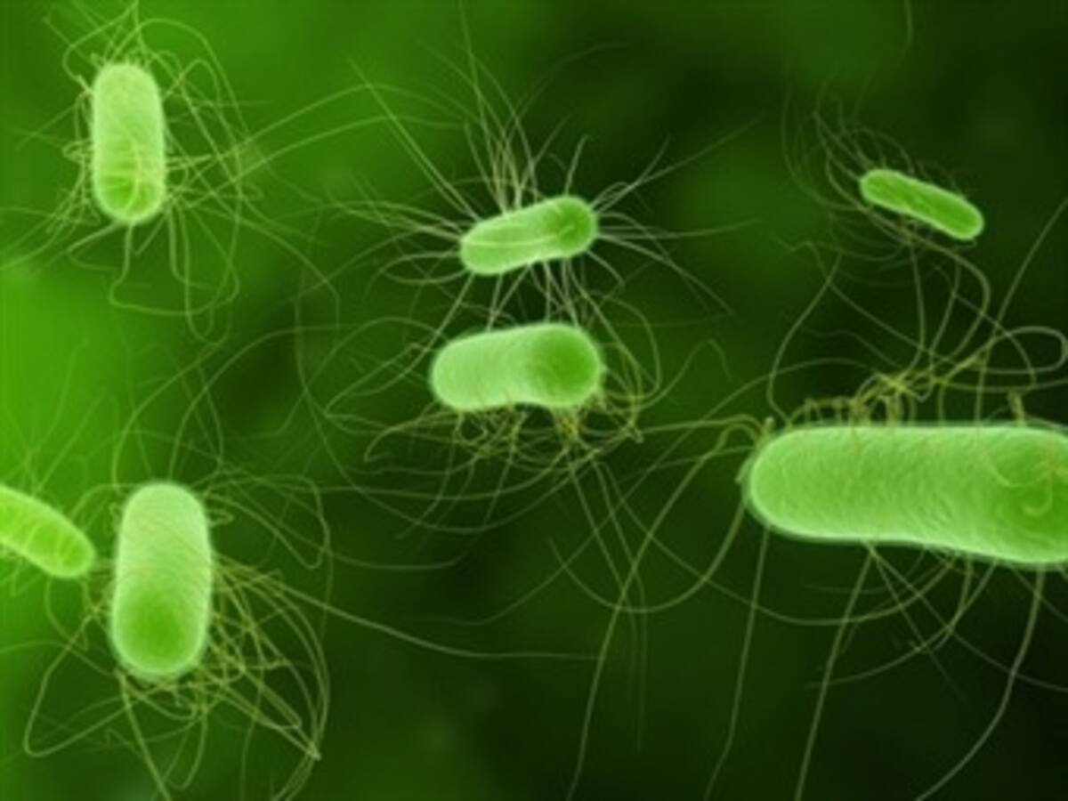 Europa confirma como probable causa del E.Coli un lote de semillas egipcias