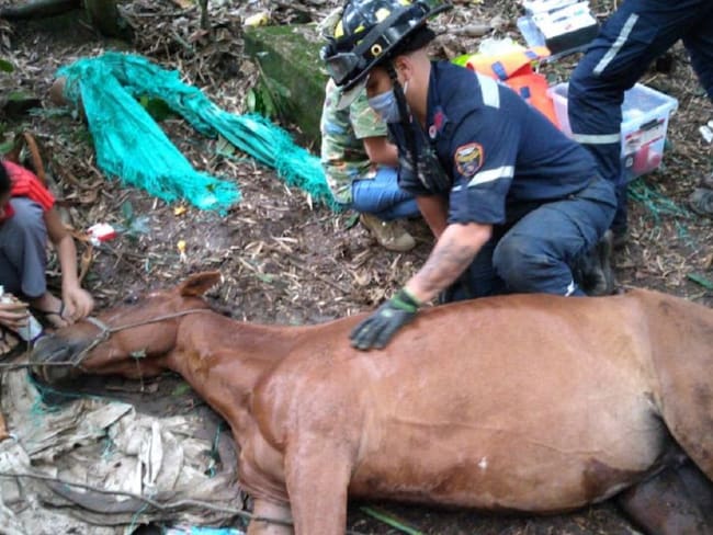 Bomberos Medellín rescató más de 270 animales en emergencia durante 2020