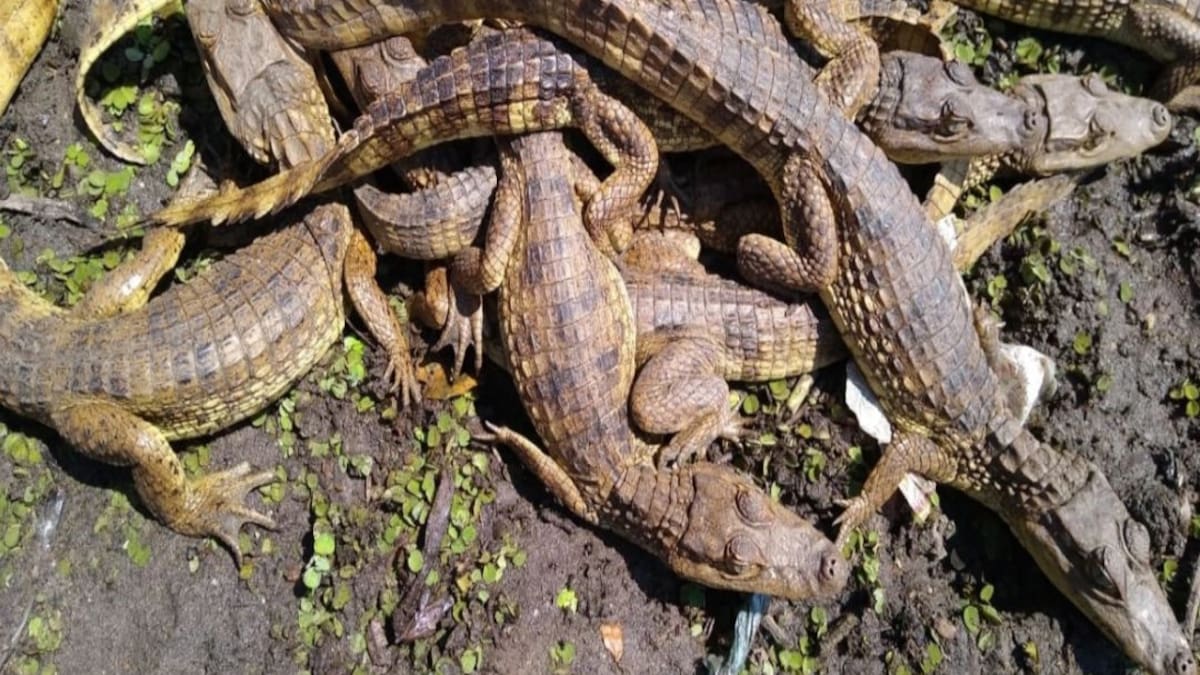 Babillas responden al silbido de un hombre en Barrancabermeja