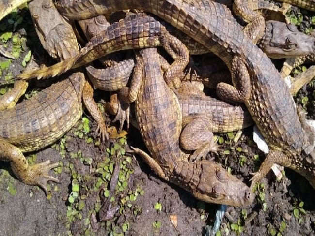 Babillas /Foto de referencia