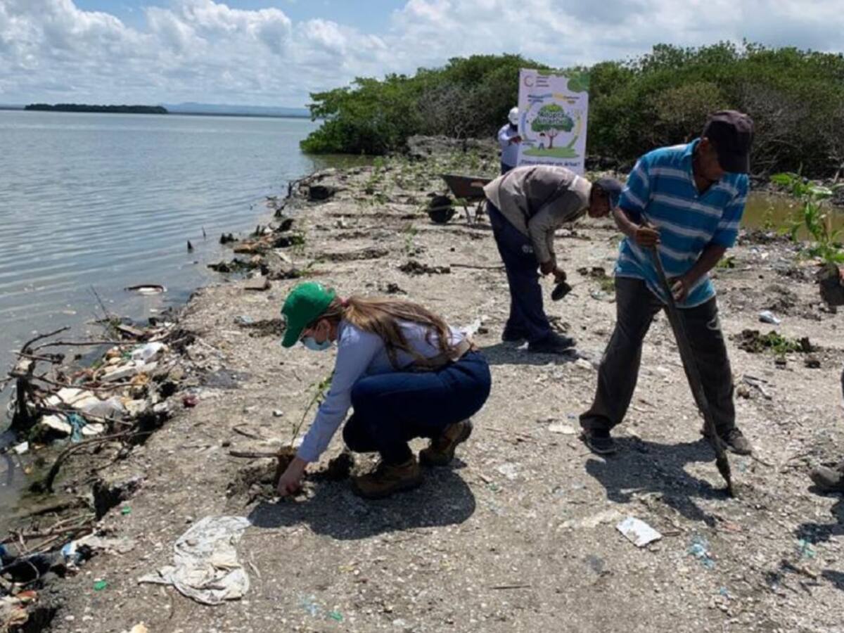 Inician siembra de 4.500 mangles en zona aledaña a Ciénaga de La Virgen