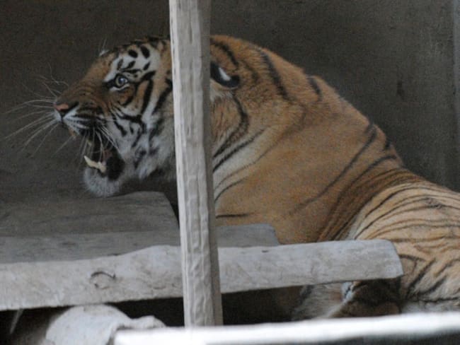 Nepal censa 235 tigres este año, casi el doble que en 2009