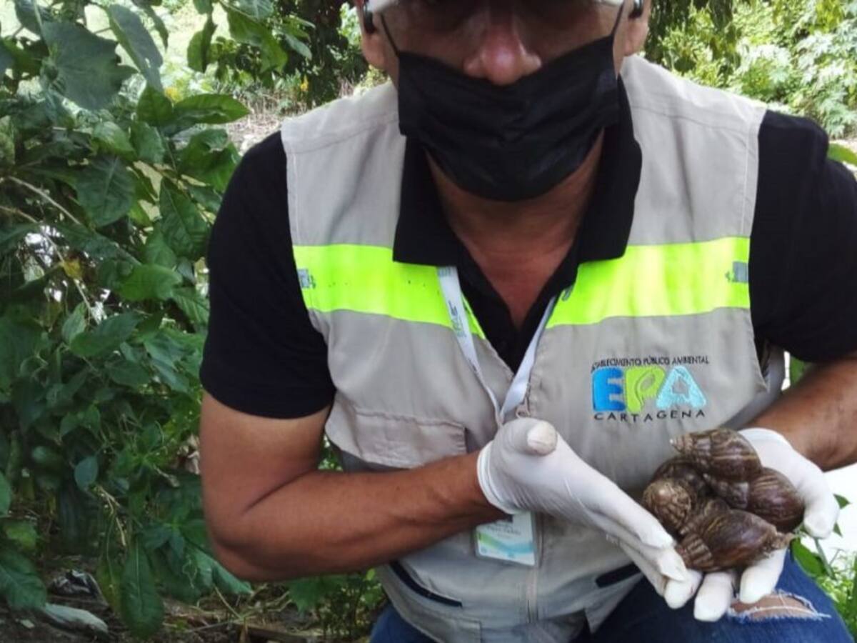 110 casos de invasión de caracol africano atendidos en Cartagena este año