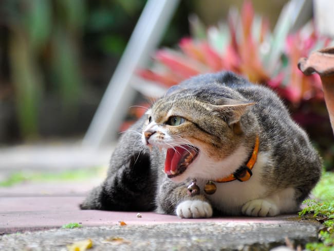 Gato agresivo acostado en el suelo mientras mira algo (Foto vía Getty Images)