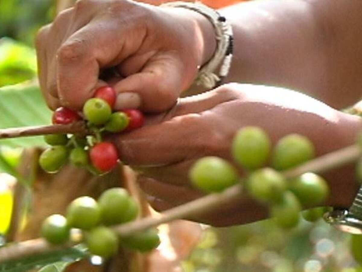 Con el café se comienzan los principales desafíos del posconflicto en Cauca