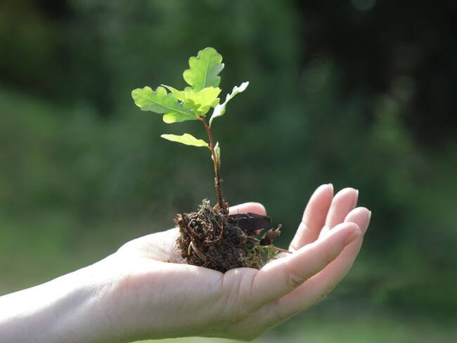 El Grupo Argos ha sembrado 8 millones de árboles nativos en el país